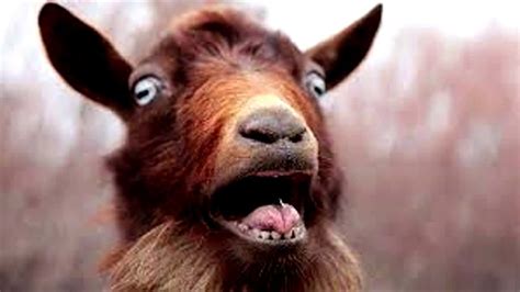 May 22, 2017 ... "Bleaaaaaaaat! Yaaaaaaaarp! Baaaaaah!! Fipuuu!" Goats are loveable freaks of nature that yell, scream for no particular reason and attack ...